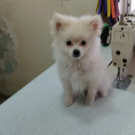 померанский шпиц