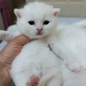 шотландские белые котята