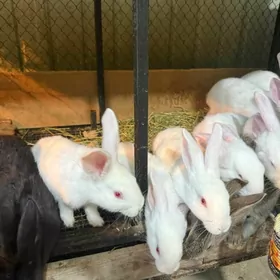 Towsan Кролики