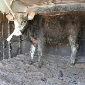 Simental swes öküz