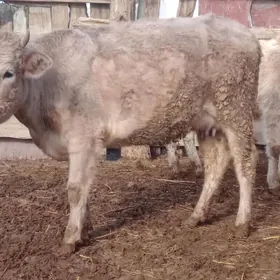 sagylýan sygyr1tuwe