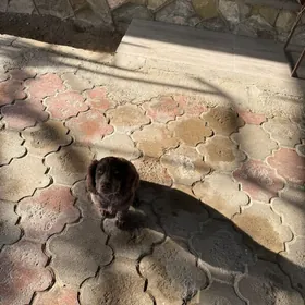 спаниель породистый