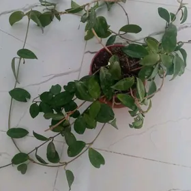 домашние растения