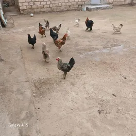 эл товуклары