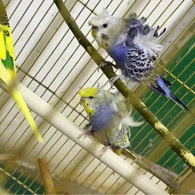 Волнистые попугаи