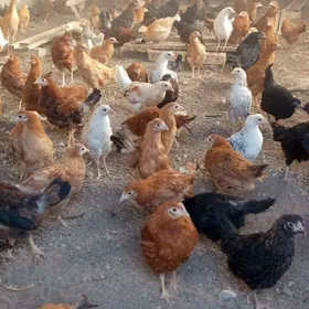 ттовук жуйжелер