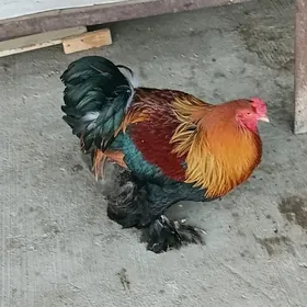 golt Miramargolt myrama