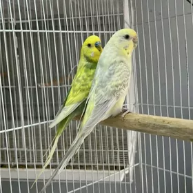 popugay komplekt gus