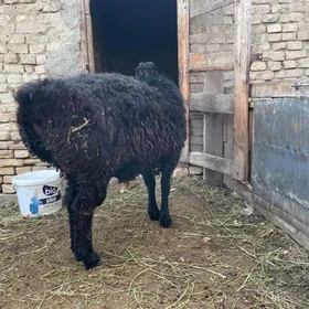 гойун/ баран