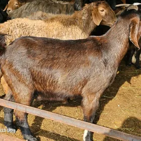 Пакистан гечи