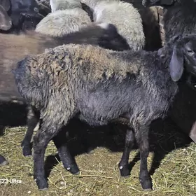 Гисар токлы еркек уркачы