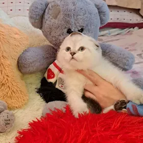 Шотландские вислоухие котята