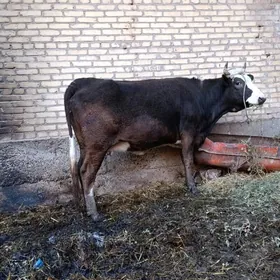 arginal şivet yetik bogaz