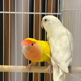 попугаи неразлучники