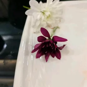 kwartirant oglan gerek