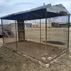 Товук кетек