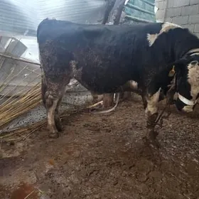 Beyik original kelekgolishteyn