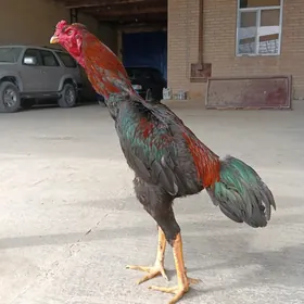 Bayes jüýjeler cempiyon gan