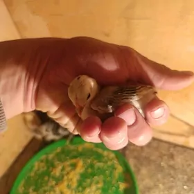 karlik serama jujeler