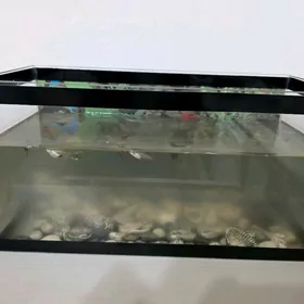 Akwarium balyklary bilen