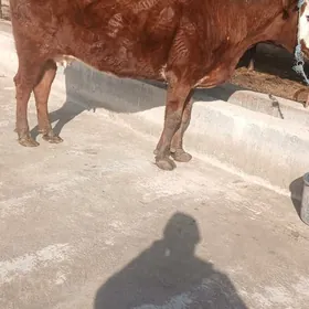 гысыр сыгыр