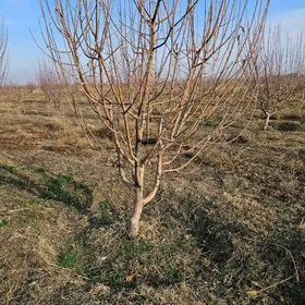 isgar gerek çaşga gazmaly