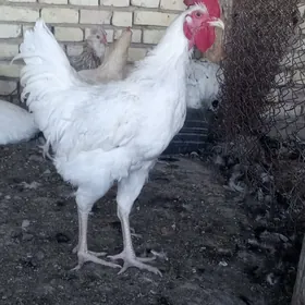 gigant paroda jüjeler