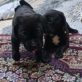 Кане Корсо клубные щенки