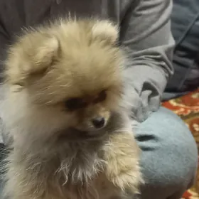 Померанский мини шпиц