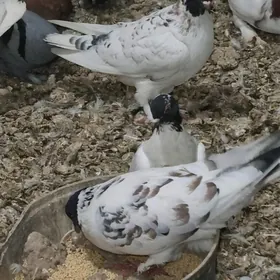 5 саны чикасти 3 маладой 2пар