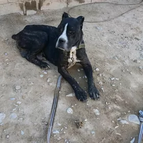 KANIKARSO КАНИКАРСО