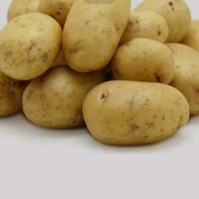 Kartoşka tohum