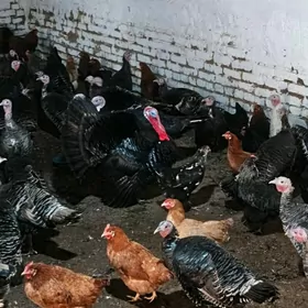 индук ймртасы