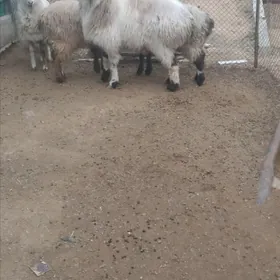 Goýun. Баран