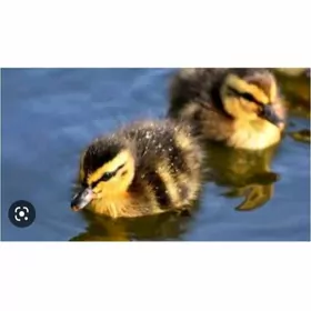 ÖRDEK GAK WAK SESLÌ JÜJE