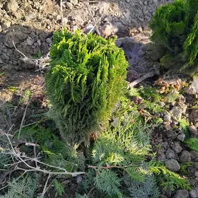 Ýolka sosna tüwýa miweli bag