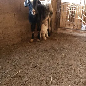 awlakly geçi we guzuly goýun