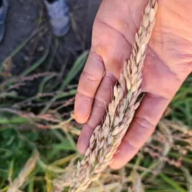 şalı tohum indanezya