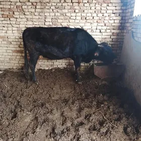 гысыр сыгыр