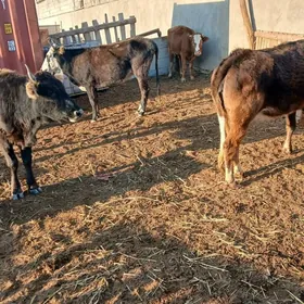 окуз сыгыр туве