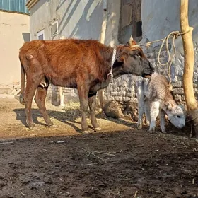 ÝAŞAJYK GÖLELI SYGYR