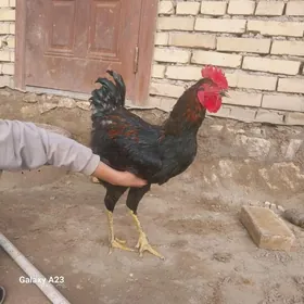 GIGANT YAṢ̌ HOROZLAR