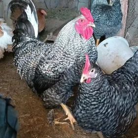 даминант.хораз