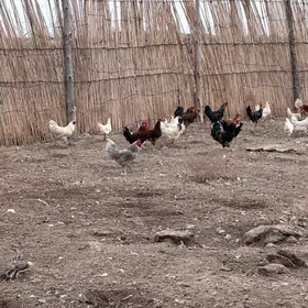 towyk товук juje