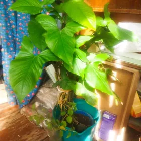 Сингониум декоративный цветок