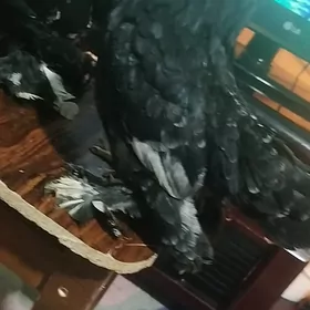 КАРЕЙКА  ЯПОНСКИЙ