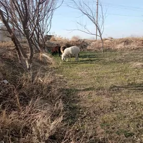 Satlyk Tohumlyk erkek mal