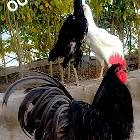 АВСРОЛОРП  Чистокровка