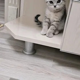 Продаётся котенок