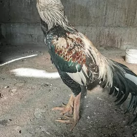 Ташкент хораз